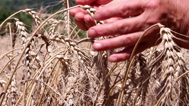 Woman inspecting the grains of ripe wheat