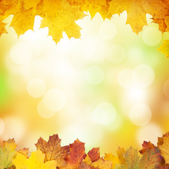 Autumn background with maple leaves