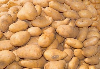 Fototapeta na wymiar Russet White Potatoes Background