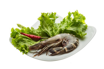 Tiger prawn