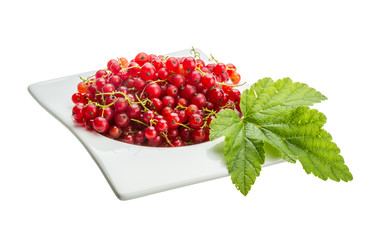 Red currant