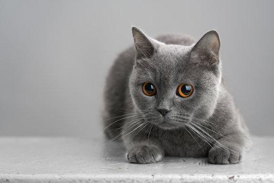 British gray cat on a stool