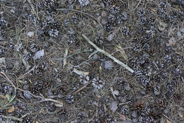 Forest ground background