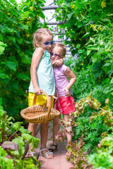 Naklejka na ściany i meble Cute little girls collect crop cucumbers in the greenhouse