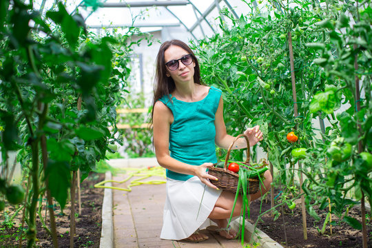 Young woman collects crop cucumbers and tomatos in greenhouse