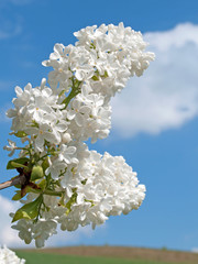 Flieder - Syringa