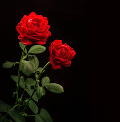 Obraz premium Red roses on black background