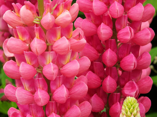 lupin rose