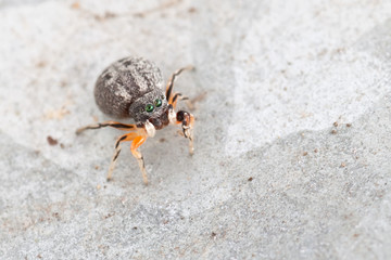 Salticidae