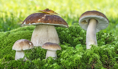 mushrooms - Boletus edulis