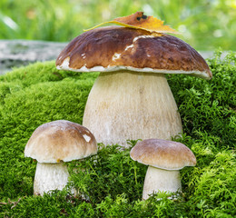 mushrooms - Boletus edulis