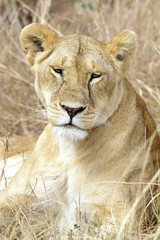 Lion on the Masai Mara in Kenya, Africa