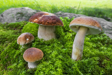 mushrooms - Boletus edulis