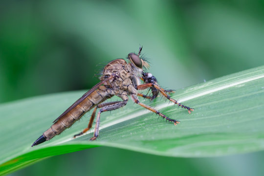 Tolmerus Bilder Durchsuchen 46 Archivfotos, und Videos