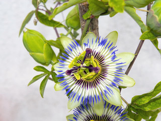 Blue passion flower (Passiflora caerulea)