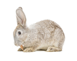 Fototapeta premium Kaninchen frist Karotte
