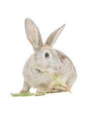 Kaninchen frist Karotte