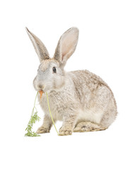 Kaninchen frist Karotte
