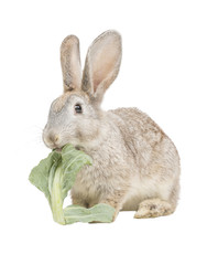 Kaninchen frist Kohlblatt