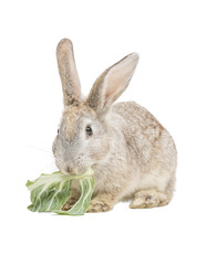 Kaninchen frist Kohlblatt