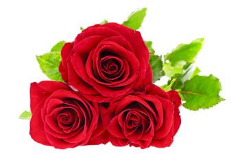 Fototapeta premium Roses Isolated on White Background