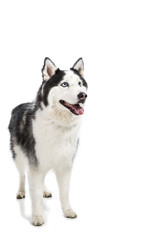 Alaskan Malamute or Husky Dog Isolated on White