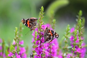 ヒメアカタテハ