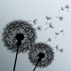Two flowers dandelions on grey background