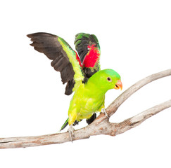 flying up Red-Winged Parrot (Aprosmictus erythropterus). isolate