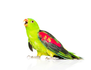 Fototapeta premium Screaming Red-Winged Parrot (Aprosmictus erythropterus) in profi
