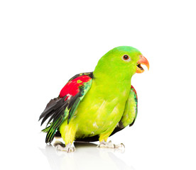 Fototapeta na wymiar Red-Winged Parrot (Aprosmictus erythropterus) in front . isolate