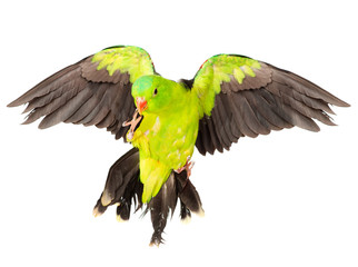 Obraz premium Red-Winged Parrot (Aprosmictus erythropterus). isolated on white