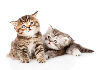 two british kittens looking away. isolated on white background