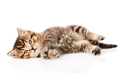 playing british kitten. isolated on white background