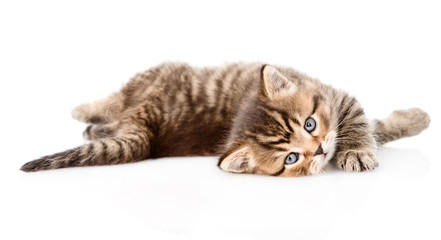 playing british kitten. isolated on white background