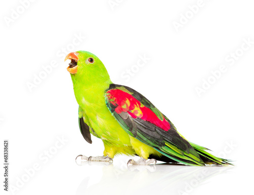 Зеленый попугай на зеленом фоне бесплатно