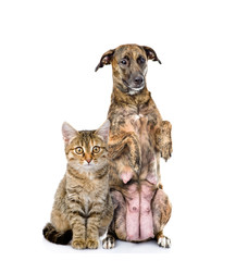 dog and cat together. looking at camera. isolated on white backg