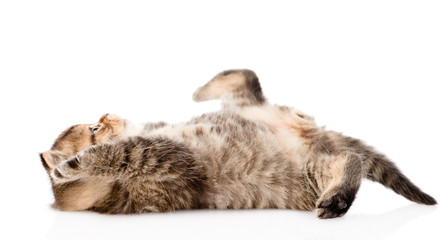 british kitten lying on the back. isolated on white background