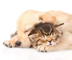 Closeup golden retriever puppy dog sleep with british kitten. is