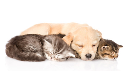 golden retriever puppy dog sleep with two british kittens. isola
