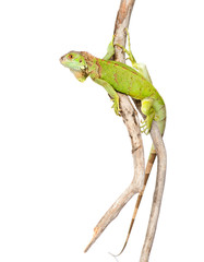 green agama crawling on dry branch. isolated on white background