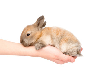 newborn rabbit on a person's palm. isolated on white background