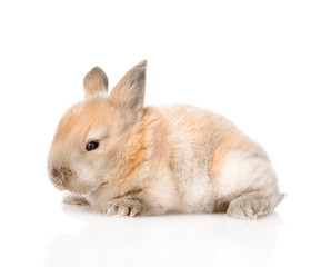 newborn rabbit in profile. isolated on white background