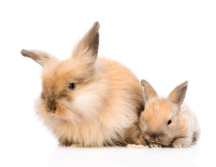 family of rabbits in front. isolated on white background