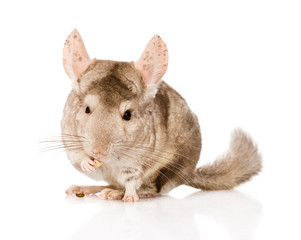chinchilla chews food. isolated on white background
