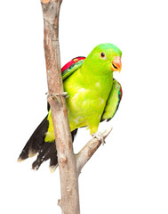 Red-Winged Parrot (Aprosmictus erythropterus) in front. isolated