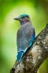 Portrait of Indian roller(Coracias benghalensis) in nature