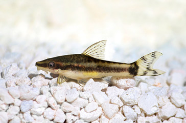 Oto Dwarf Suckermouth otocinclus vittatus algae eater catfish