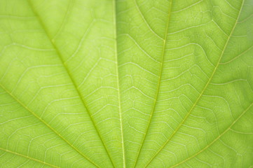 Fototapeta na wymiar leaf details