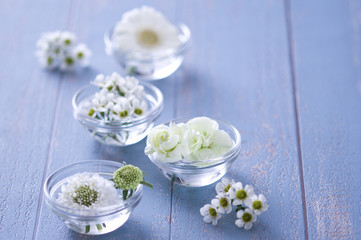 白い花　白　ホワイト　フラワー　お花